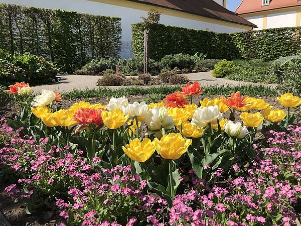 Details des Blumenbeetes im Frühling
