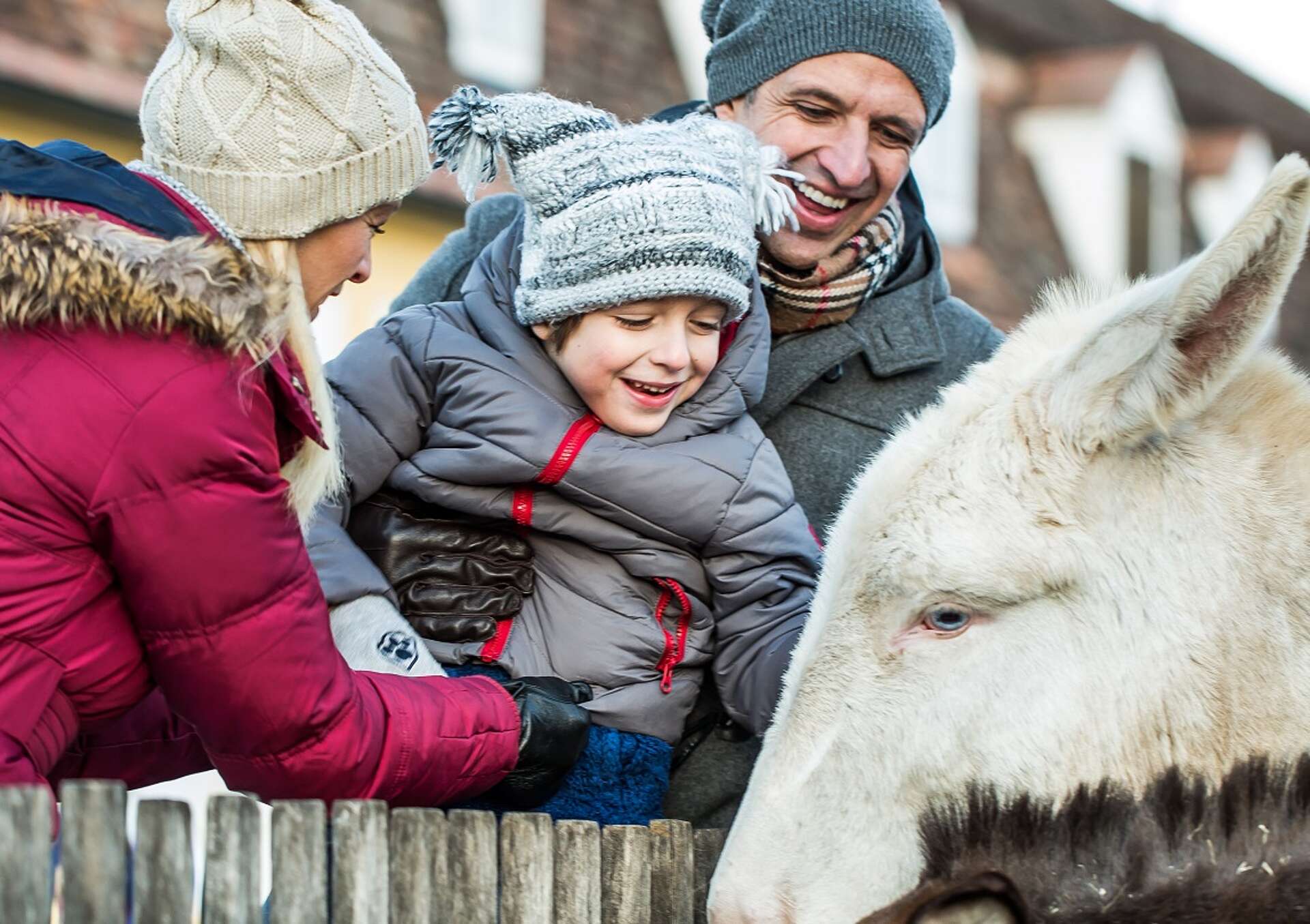 Kind ist von Eltern umgeben und streichelt einen weißen Esel