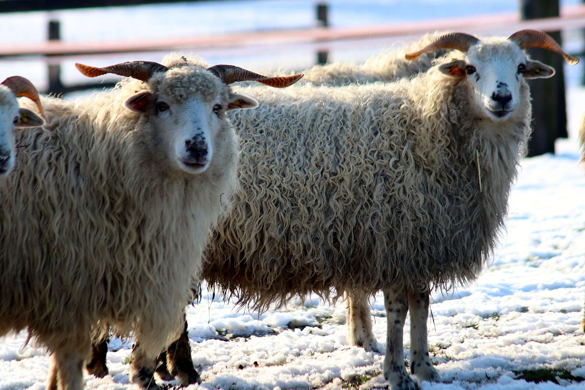 Zwei Schafe im Schnee